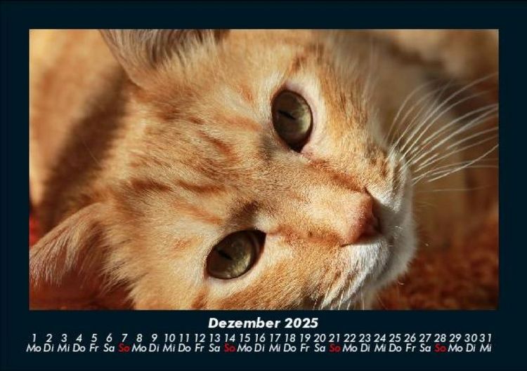 Produktbild: F&uuml;r Katzenfreunde 2025 Fotokalender DIN A5