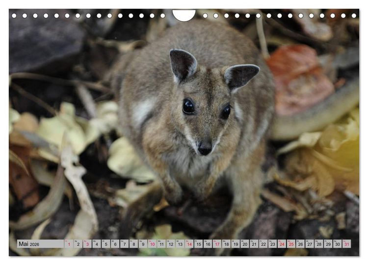Produktbild: K&auml;ngururs und Wallabys (Wandkalender 2026 DIN A4 quer), CALVENDO Monatskalender