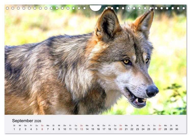 Produktbild: W&ouml;lfe. Ein Herz f&uuml;r Isegrim! (Wandkalender 2026 DIN A4 quer), CALVENDO Monatskalender