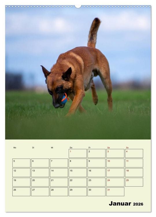 Produktbild: Malinois verl&auml;ssliche Begleiter (Wandkalender 2026 DIN A2 hoch), CALVENDO Monatskalender