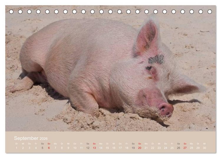 Produktbild: Schwimmende Schweine auf den Bahamas! (Tischkalender 2026 DIN A5 quer), CALVENDO Monatskalender