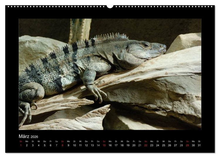 Produktbild: Faszinierende Reptilien (Wandkalender 2026 DIN A2 quer), CALVENDO Monatskalender