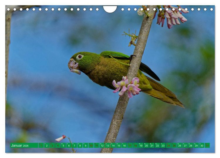 Produktbild: Papageien (Wandkalender 2026 DIN A4 quer), CALVENDO Monatskalender