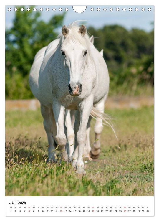 Produktbild: Camargue Pferde - wei&szlig;e M&auml;hnen (Wandkalender 2026 DIN A4 hoch), CALVENDO Monatskalender