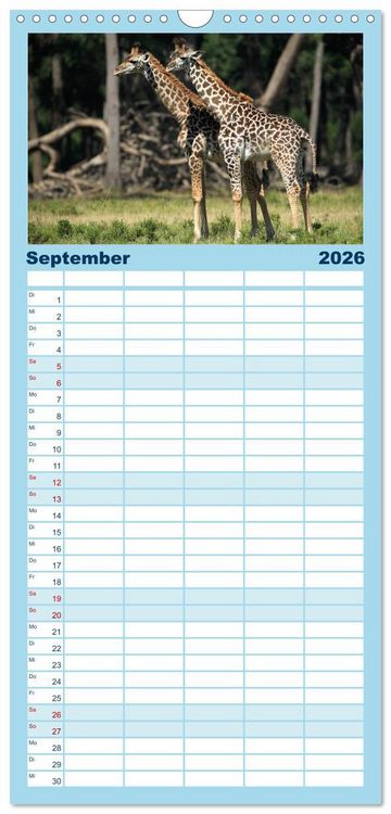 Produktbild: Familienplaner 2026 - Giraffen - Sanftheit und Anmut mit 5 Spalten (Wandkalender, 21 x 45 cm) CALVENDO