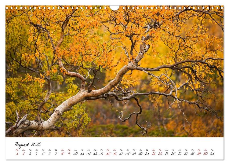 Produktbild: Im Atem der B&auml;ume (Wandkalender 2026 DIN A3 quer), CALVENDO Monatskalender