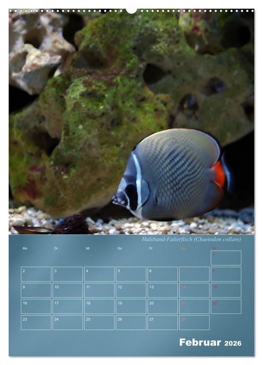Produktbild: Bunte Riffbewohner - Fische, Anemonen und noch viel mehr (Wandkalender 2026 DIN A2 hoch), CALVENDO Monatskalender