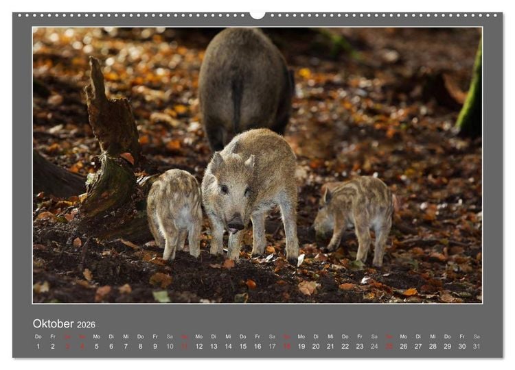 Produktbild: Tierbabys 2026 (hochwertiger Premium Wandkalender 2026 DIN A2 quer), Kunstdruck in Hochglanz