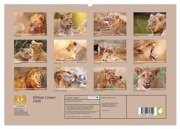 Produktbild: Afrikas L&ouml;wen 2026 (hochwertiger Premium Wandkalender 2026 DIN A2 quer), Kunstdruck in Hochglanz