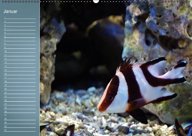 Produktbild: Bunte Riffbewohner - Fische, Anemonen und noch viel mehr (Wandkalender immerw&auml;hrend DIN A2 quer)