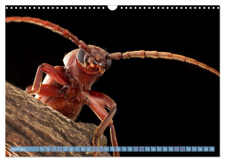 Produktbild: INSEKTENGESICHTER (Wandkalender 2027 DIN A3 quer), CALVENDO Monatskalender