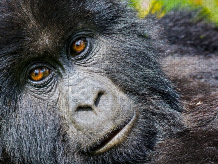Produktbild: CALVENDO Puzzle Junger Berggorilla (gorilla beringei beringei) , Ruanda | 1000 Teile Lege-Gr&ouml;&szlig;e 64x48cm Foto-Puzzle f&uuml;r gl&uuml;ckliche Stunden