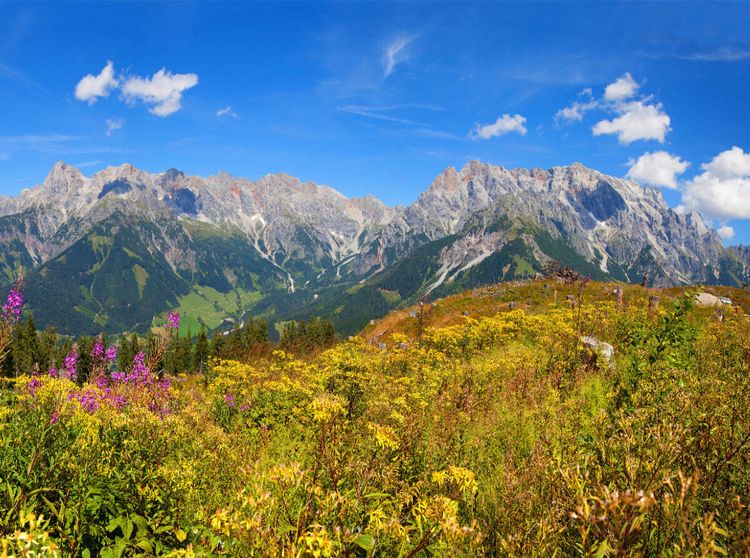 Produktbild: CALVENDO Puzzle Sch&ouml;ne Blumenwiese auf der Steinbockalm | 2000 Teile Lege-Gr&ouml;&szlig;e 90x67cm Foto-Puzzle f&uuml;r gl&uuml;ckliche Stunden