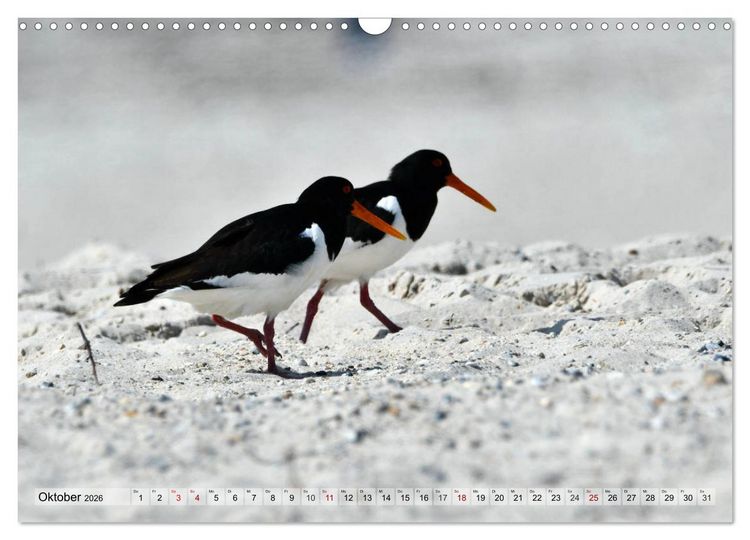 Produktbild: Sch&ouml;ne Insel Helgoland (Wandkalender 2026 DIN A3 quer), CALVENDO Monatskalender