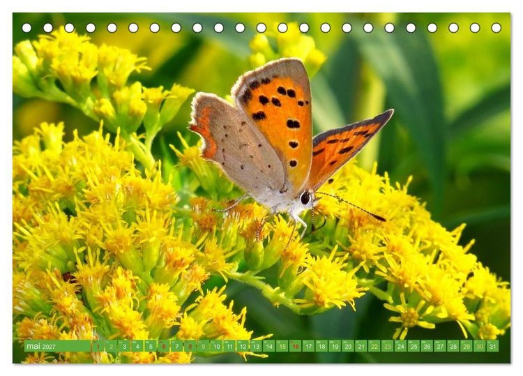 Produktbild: Fleurs du jardin aromatique (Calendrier de bureau 2027 DIN A5 vertical), CALVENDO calendrier mensuel