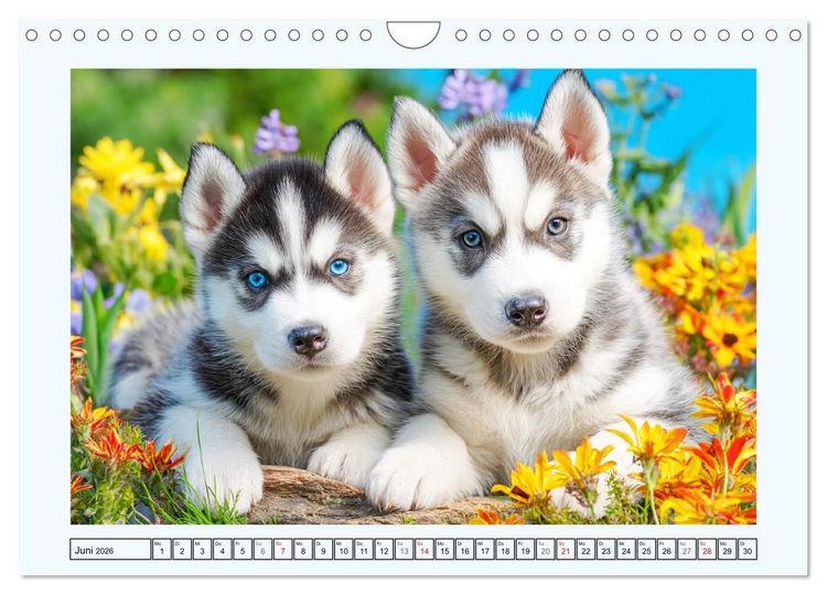 Produktbild: Siberian Husky. Kraftvolle Hunde voller Lebenslust und Energie (Wandkalender 2026 DIN A4 quer), CALVENDO Monatskalender