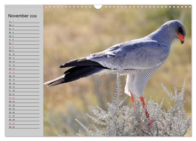 Produktbild: Falken und Greifv&ouml;gel - Edle J&auml;ger (Wandkalender 2026 DIN A3 quer), CALVENDO Monatskalender