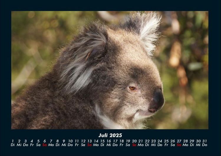 Produktbild: Koala 2025 Fotokalender DIN A4