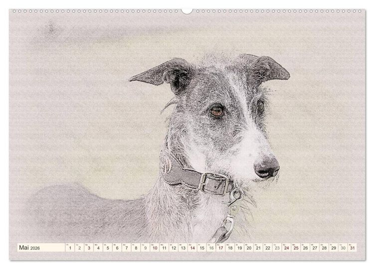 Produktbild: Windhunde 2026 (hochwertiger Premium Wandkalender 2026 DIN A2 quer), Kunstdruck in Hochglanz