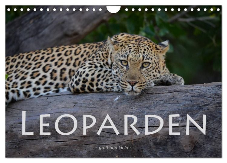 Produktbild: Leoparden - gro&szlig; und klein (Wandkalender 2026 DIN A4 quer), CALVENDO Monatskalender