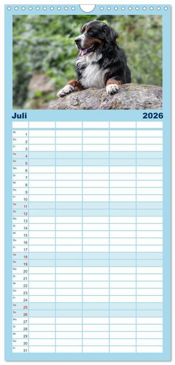 Produktbild: Familienplaner 2026 - Berner Sennenhunde - Faszinierende Herzensbrecher mit 5 Spalten (Wandkalender, 21 x 45 cm) CALVENDO