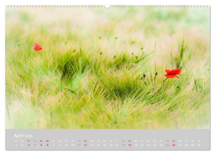 Produktbild: Zauber des Mohns (Wandkalender 2026 DIN A2 quer), CALVENDO Monatskalender