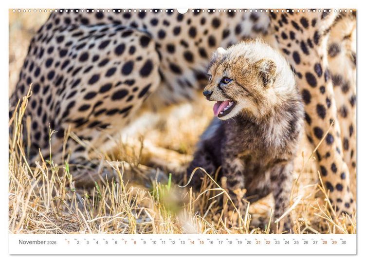 Produktbild: Safari Kenia (hochwertiger Premium Wandkalender 2026 DIN A2 quer), Kunstdruck in Hochglanz