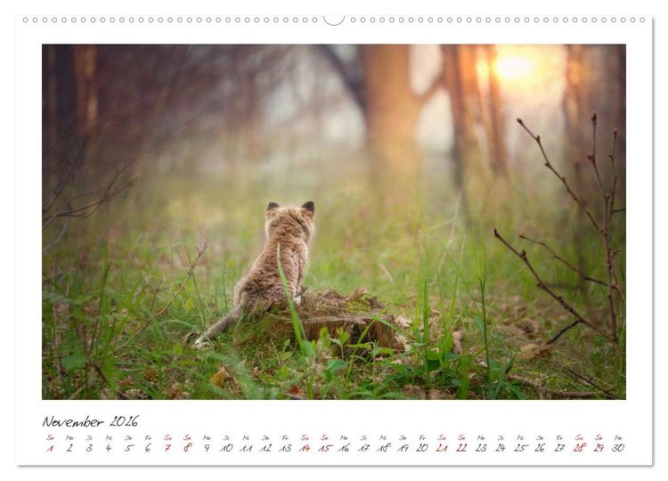 Produktbild: F&uuml;chse - zauberhafte Seelen (Wandkalender 2026 DIN A2 quer), CALVENDO Monatskalender