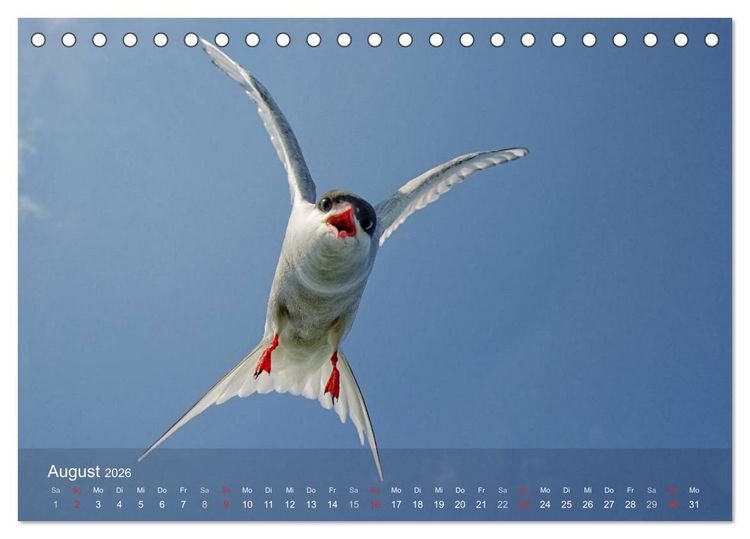 Produktbild: Nordatlantische Seev&ouml;gel (Tischkalender 2026 DIN A5 quer), CALVENDO Monatskalender