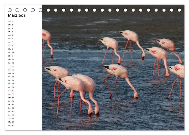 Produktbild: Namibia - Tierische Vielfalt (Planer) (Tischkalender 2026 DIN A5 quer), CALVENDO Monatskalender