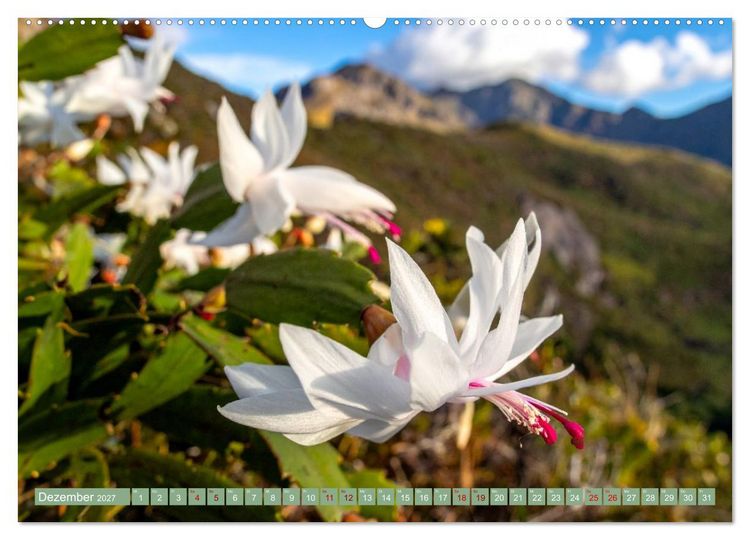 Produktbild: Zimmerpflanzen auf Heimaturlaub (Wandkalender 2027 DIN A2 quer), CALVENDO Monatskalender
