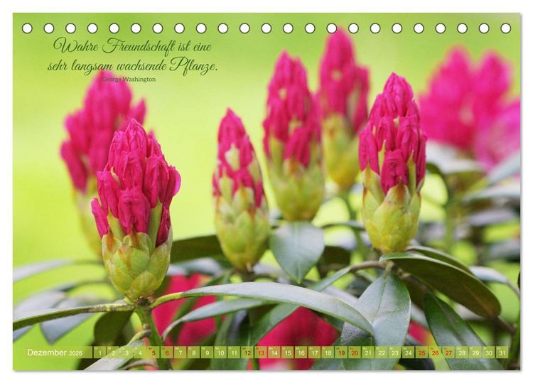 Produktbild: Rhododendren und Poesie (Tischkalender 2026 DIN A5 quer), CALVENDO Monatskalender