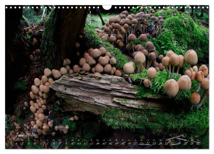 Produktbild: Pilze - die Stars der Waldb&uuml;hne (Wandkalender 2027 DIN A3 quer), CALVENDO Monatskalender