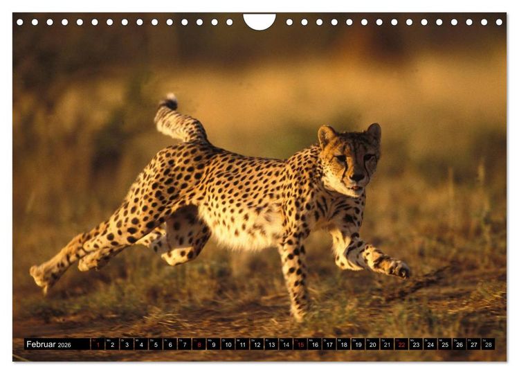 Produktbild: Die Lautlosen. Geparden und Leoparden (Wandkalender 2026 DIN A4 quer), CALVENDO Monatskalender