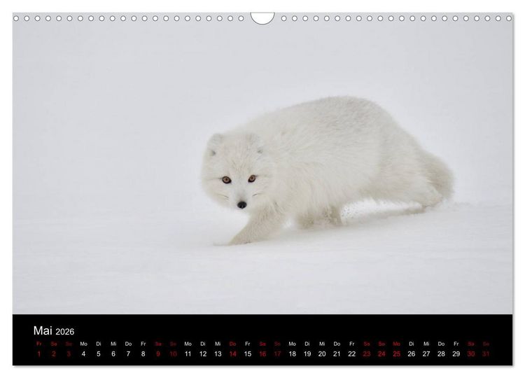 Produktbild: Polarfuchsstudien Wildlife (Wandkalender 2026 DIN A3 quer), CALVENDO Monatskalender