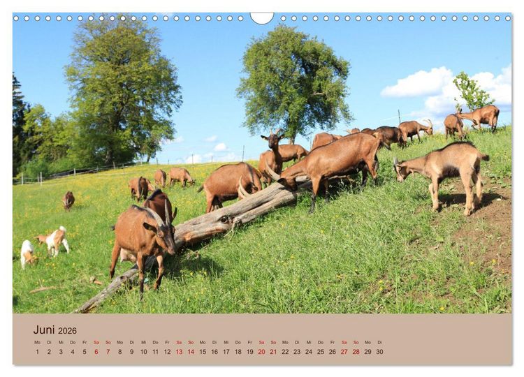 Produktbild: Bauernhoftiere - Von Klein bis Gro&szlig;, mit Fell und mit Federn. (Wandkalender 2026 DIN A3 quer), CALVENDO Monatskalender
