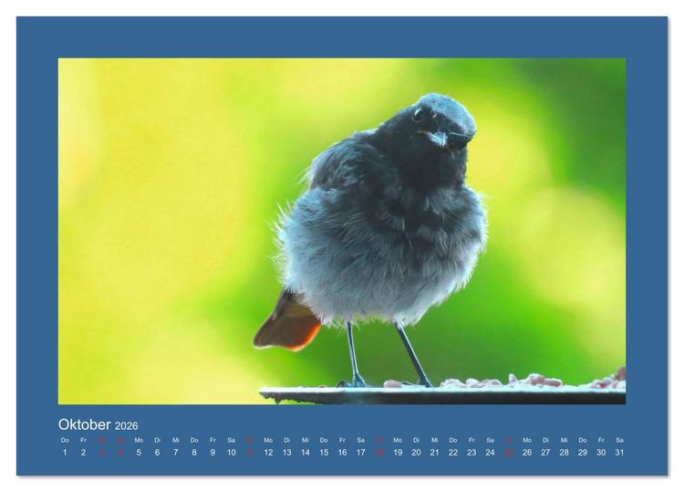Produktbild: Vogelportr&auml;ts - Heimische V&ouml;gel auf meinem Balkon (Tischkalender 2026 DIN A5 quer), CALVENDO Monatskalender