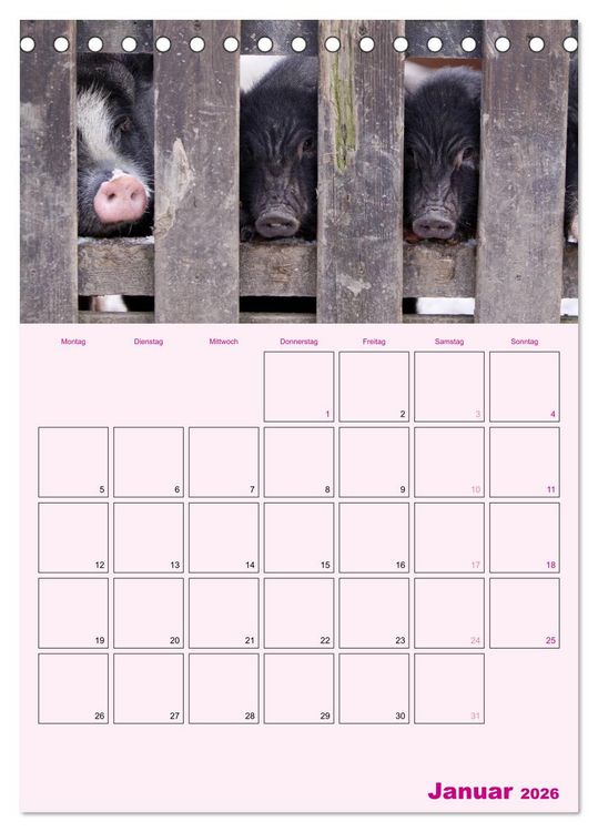 Produktbild: Schweinischer Terminplaner (Tischkalender 2026 DIN A5 hoch), CALVENDO Monatskalender