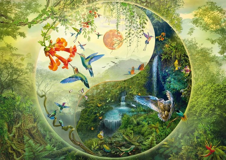 Produktbild: Yin & Yang, Im Wald der Kolibris