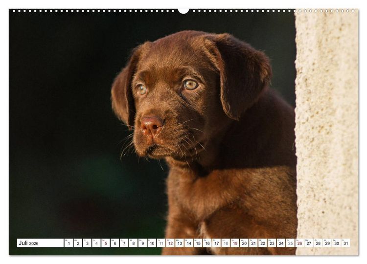 Produktbild: Freund auf 4 Pfoten - Labrador Retriever (Wandkalender 2026 DIN A2 quer), CALVENDO Monatskalender