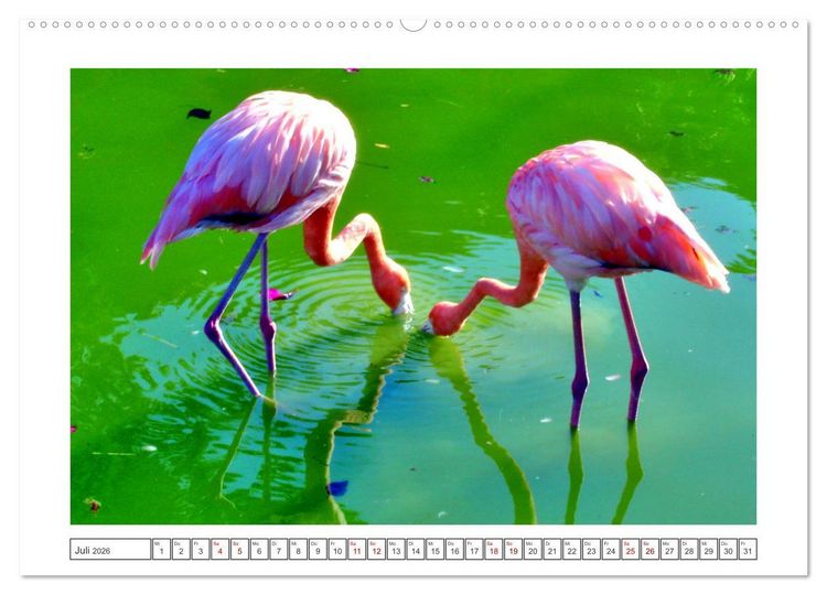 Produktbild: Pretty Flamingos in Cuba (hochwertiger Premium Wandkalender 2026 DIN A2 quer), Kunstdruck in Hochglanz