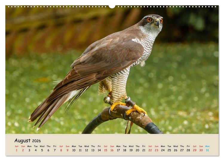 Produktbild: British Birds of Prey (High Quality Premium Wall Calendar 2026 DIN A2 landscape),CALVENDO 12 Month Wall Calendar