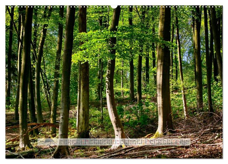 Produktbild: Wald im Bergischen Land 2026 (hochwertiger Premium Wandkalender 2026 DIN A2 quer), Kunstdruck in Hochglanz