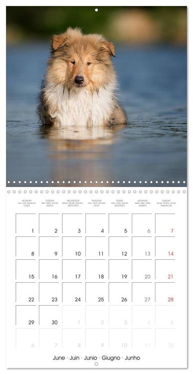 Produktbild: Lovely Collie 2026 (Wall Calendar 2026 12 &times; 12 Inch) CALVENDO 12 Month Wall Calendar