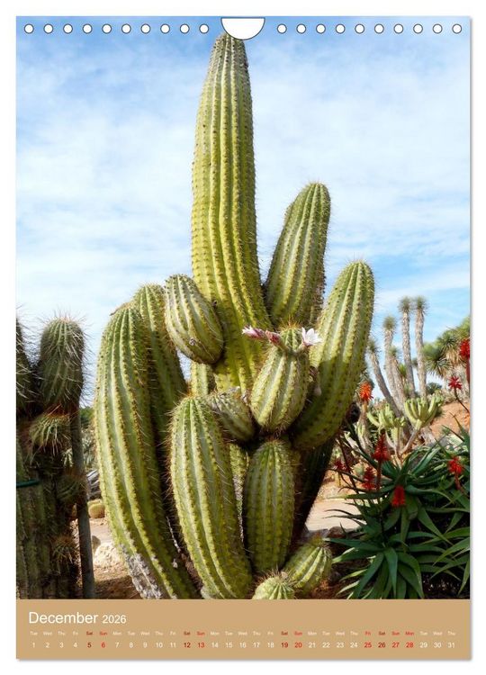 Produktbild: Succulents and Cacti - Strong Thorns, Delicate Blooms (Wall Calendar 2026 DIN A4 portrait), CALVENDO 12 Month Wall Calendar