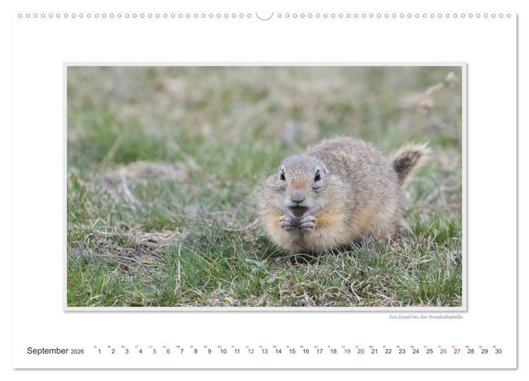 Produktbild: Neusiedler See / CH-Version (hochwertiger Premium Wandkalender 2026 DIN A2 quer), Kunstdruck in Hochglanz