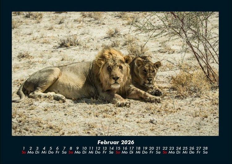 Produktbild: Tiere in der Wildnis 2026 Fotokalender DIN A4