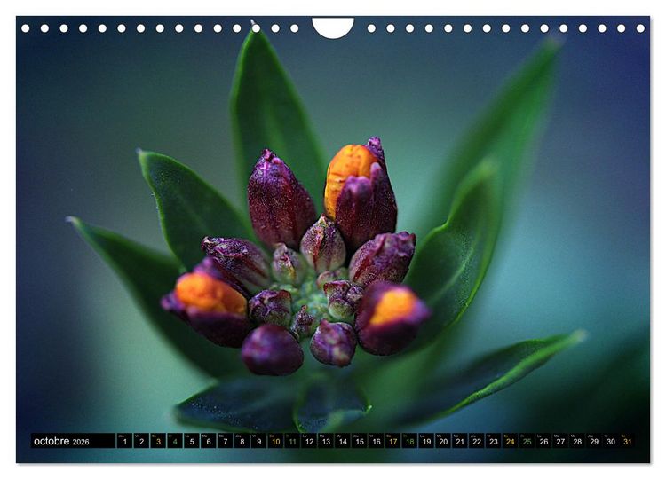 Produktbild: Bouquet d'un jour, bouquet pour toujours (Calendrier mural 2026 DIN A4 vertical), CALVENDO calendrier mensuel