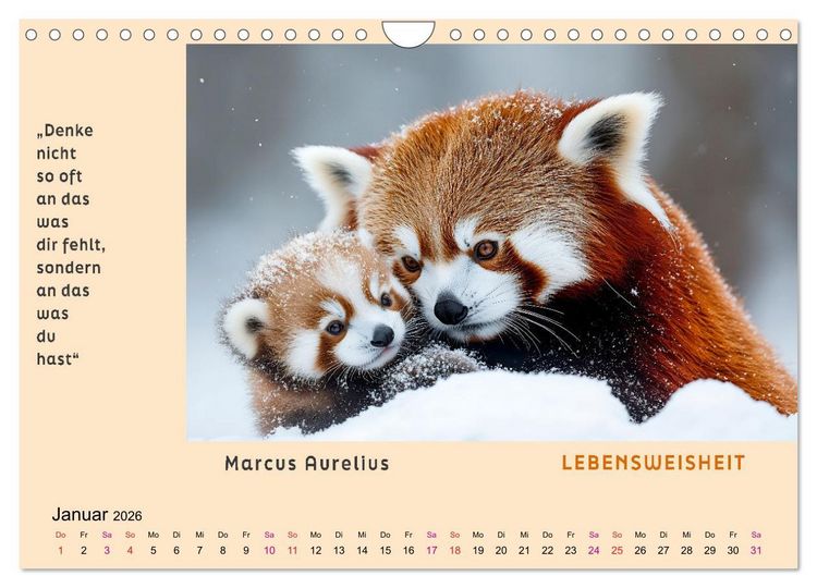 Produktbild: Pfiffig und weise (Wandkalender 2026 DIN A4 quer), CALVENDO Monatskalender