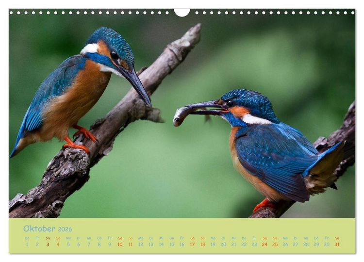 Produktbild: Eisv&ouml;gel, faszinierende kleine Flieger. (Wandkalender 2026 DIN A3 quer), CALVENDO Monatskalender